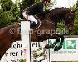 jumper Quintelli (Oldenburg, 2008, from Quidamo)