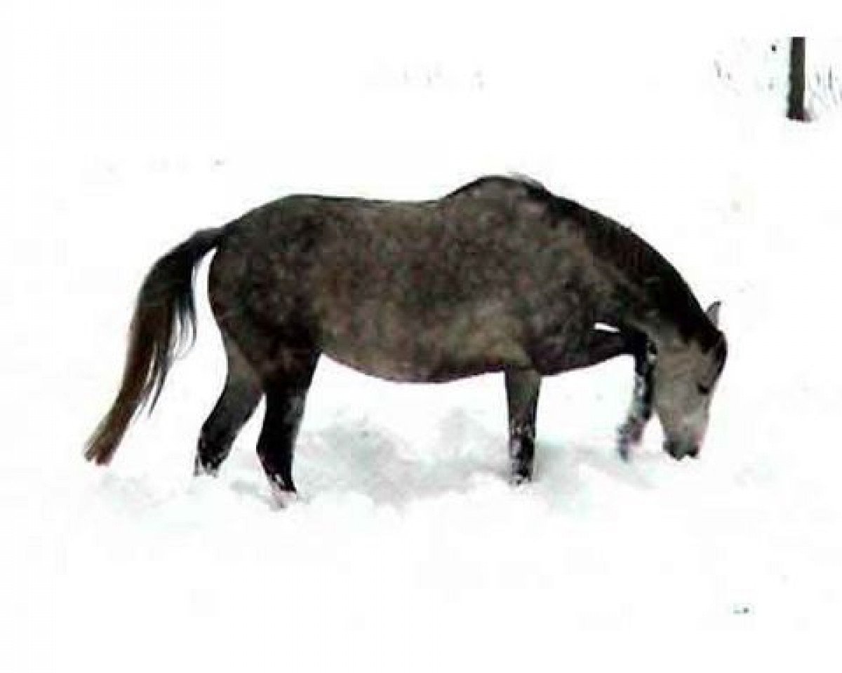 broodmare Eyridike Z (Zangersheide riding horse, 1998, from Exorbitant xx)