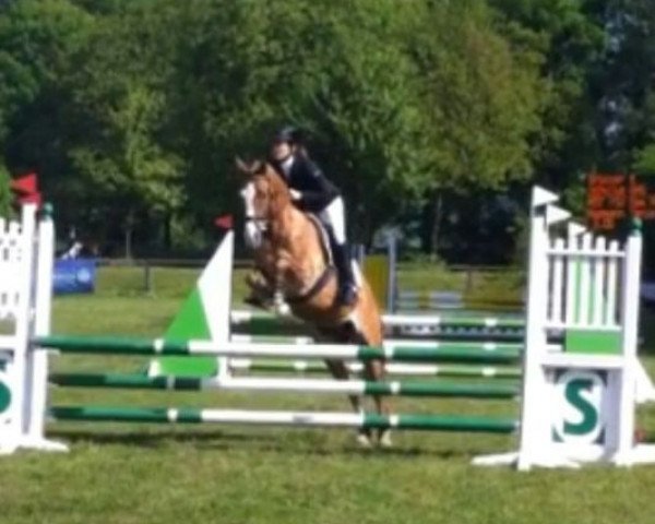 dressage horse PSW Dom Perignon (German Riding Pony, 1999, from FS Don't Worry) dressage horse PSW Dom Perignon (German Riding Pony, 1999, from FS Don't Worry)