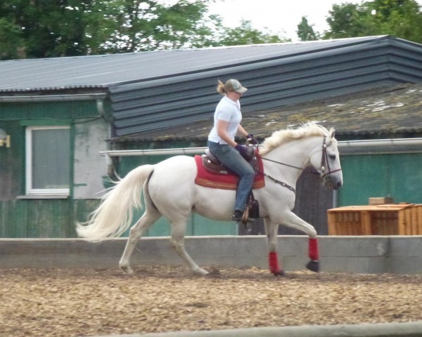 horse Orion 130 (Trakehner, 1996, from Kalif 1436)