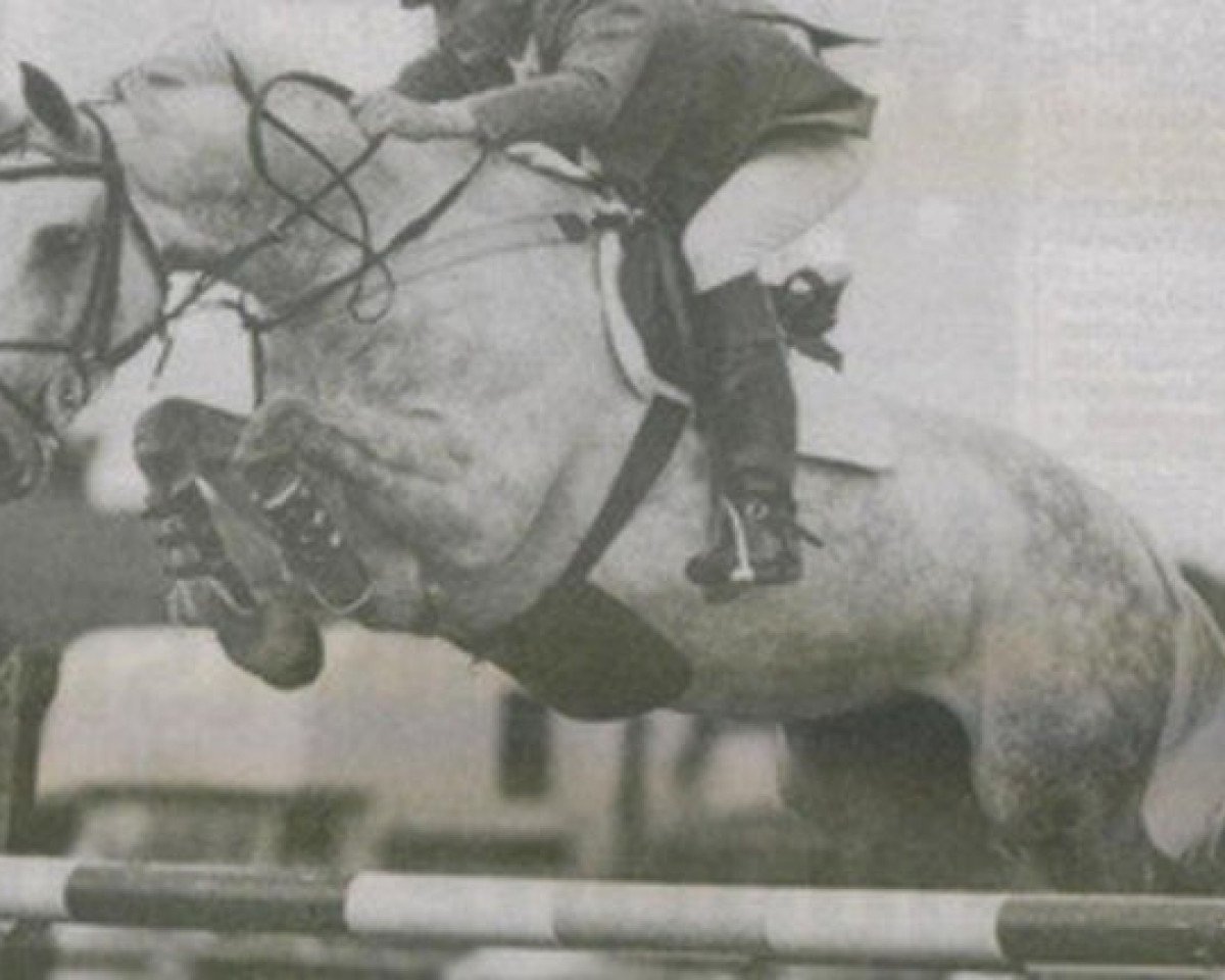 stallion Diamond Lad (Irish Draft Horse, 1976, from King of Diamonds)