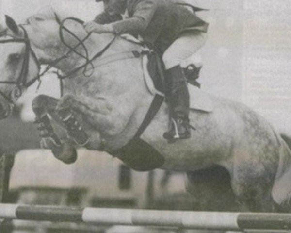 stallion Diamond Lad (Irish Draft Horse, 1976, from King of Diamonds)