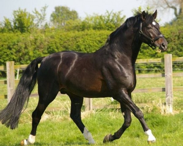 jumper Medoc (Hanoverian, 1990, from Maat I)
