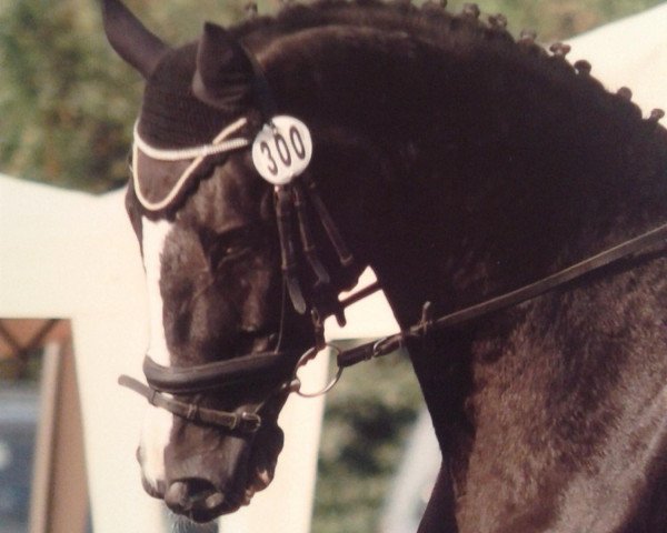 dressage horse Platini 15 (Hanoverian, 1993, from Prince Thatch xx)