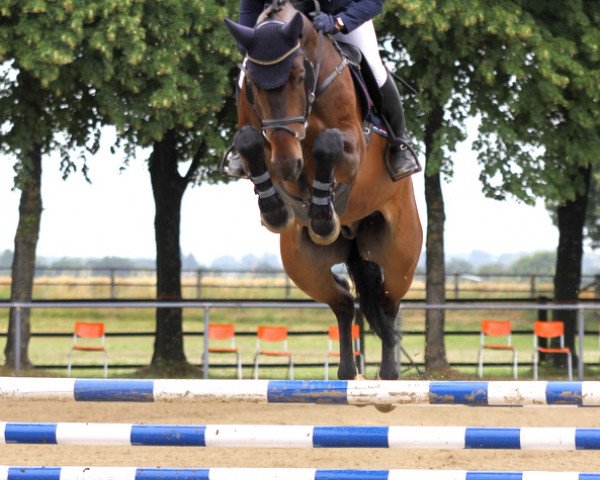 jumper Chacanno Jra (Oldenburg show jumper, 2007, from Chacco-Blue)