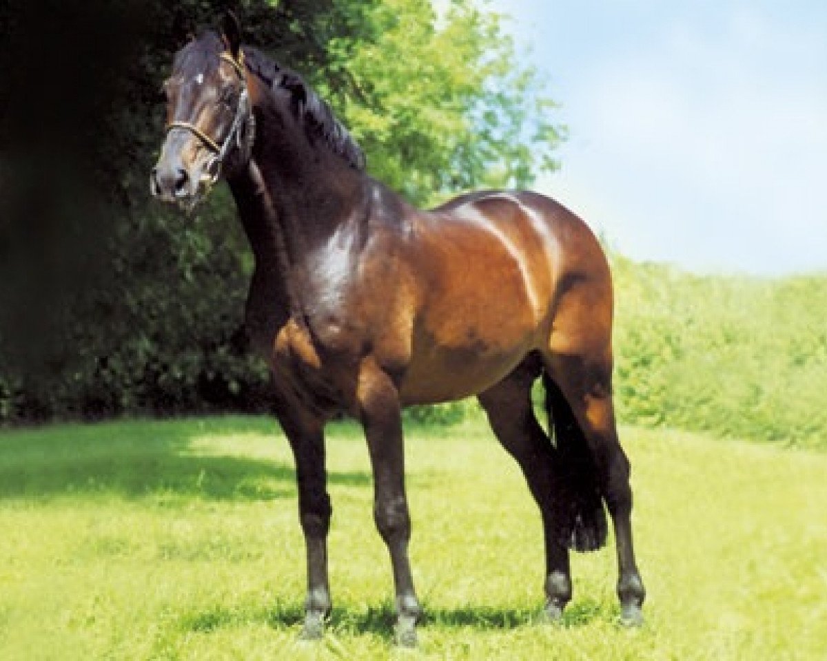 stallion Caretello B (Holsteiner, 1988, from Caretino)