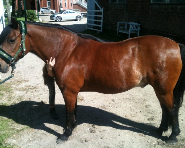 horse Holsteins Tom Boy (Welsh-Pony (Section B), 1997, from Mahrdorf Trabant)