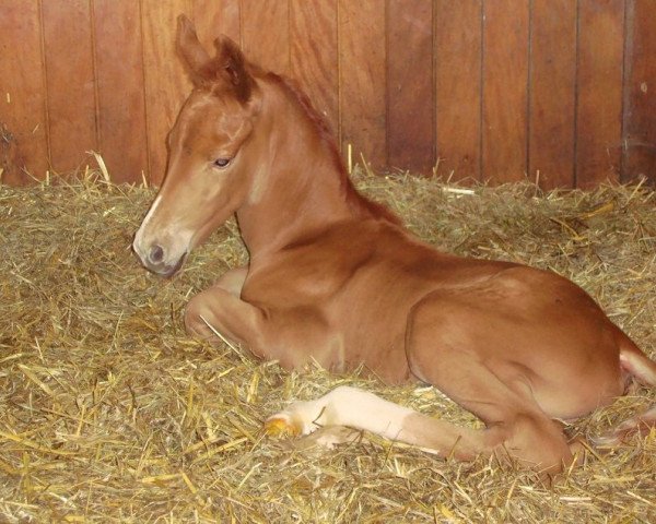 Dressurpferd Fritzchen aus Westfalen (Westfale, 2012, von Florencio I) Dressurpferd Fritzchen aus Westfalen (Westfale, 2012, von Florencio I)