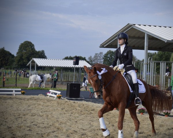 dressage horse Swing King's Speedy (New Forest Pony, 2011, from Sir Durk)