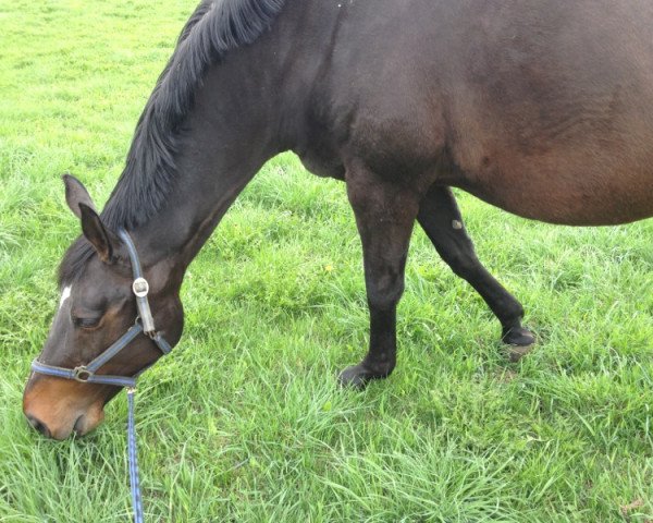 broodmare Wanesca (Saxony-Anhaltiner, 1998, from Bernstein B)