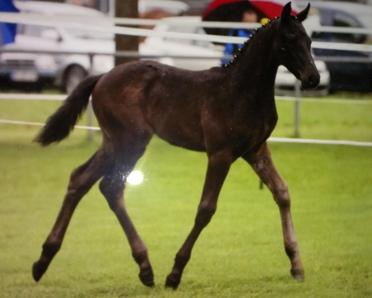 Springpferd Capristo R (Westfale, 2013, von Chike)
