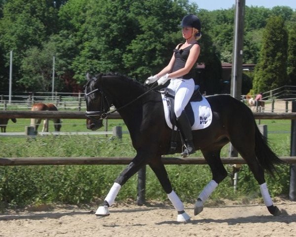 dressage horse Hey Mr. Heartbreaker (Westphalian, 2008, from Hofrat)