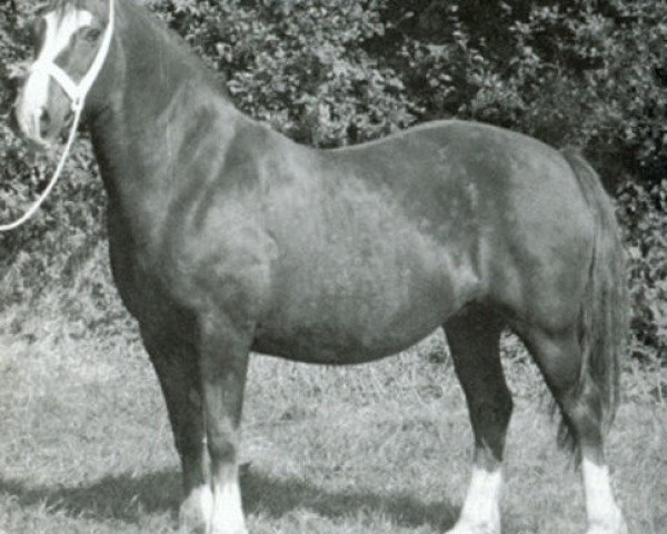 broodmare Tyngwndwn Mathrafal Lady (Welsh-Cob (Sek. D), 1958, from Mathrafal) broodmare Tyngwndwn Mathrafal Lady (Welsh-Cob (Sek. D), 1958, from Mathrafal)