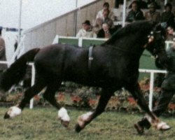 stallion Llanarth True Briton (Welsh-Cob (Sek. D), 1976, from Nebo Black Magic)