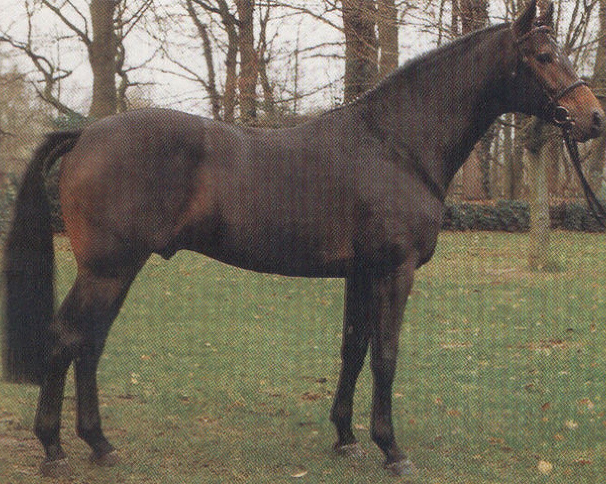 stallion Lario (Holsteiner, 1987, from Landgraf I)
