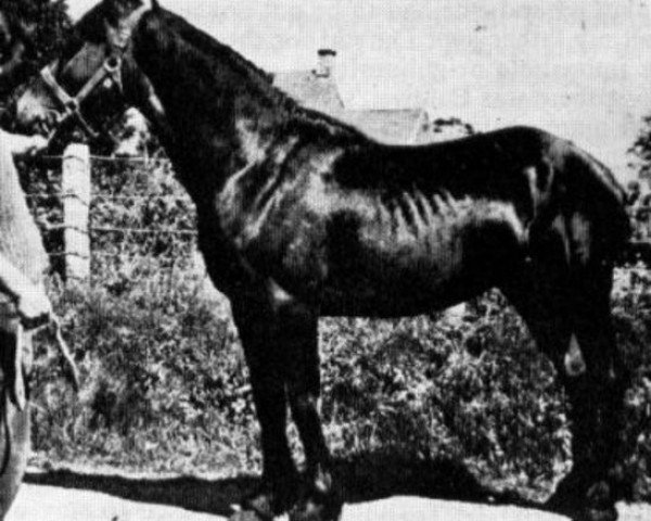 stallion Cahn Dafydd (Welsh-Cob (Sek. D), 1942, from Mathrafal)