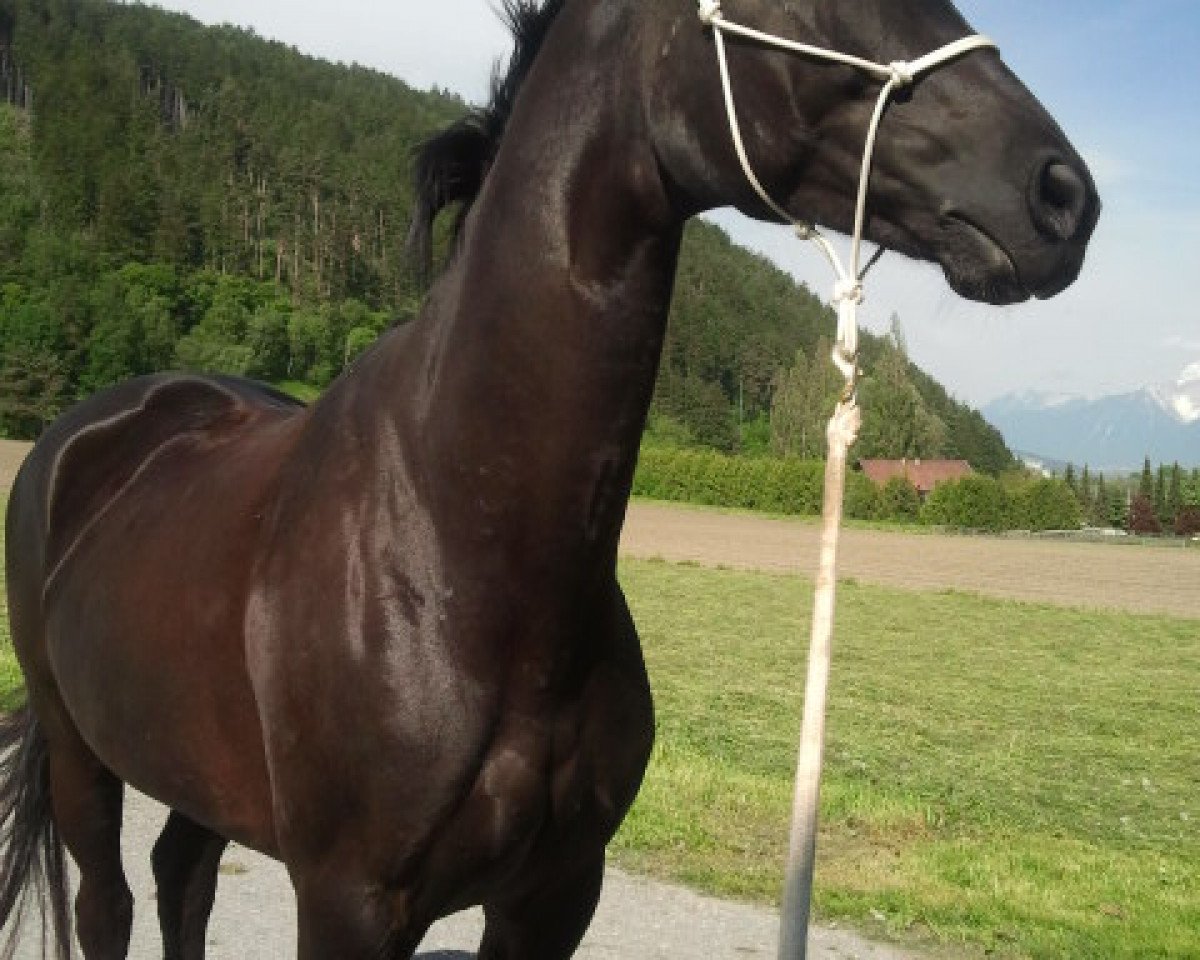 Dressurhest Levante (Oldenburger, 2007, fra Sir Donnerhall I)