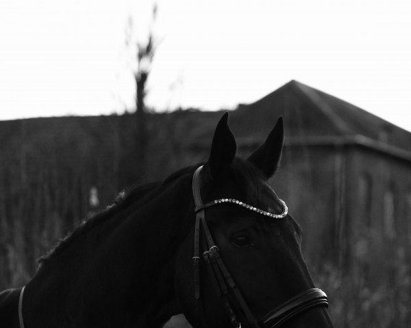 horse Givago (KWPN (Royal Dutch Sporthorse), 2011, from Boss)