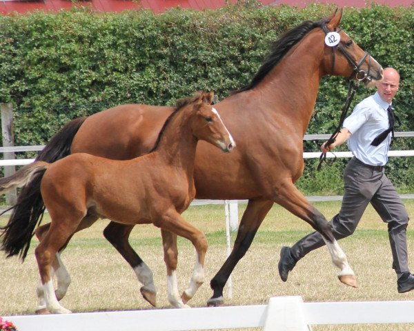 horse Calli 25 (Westphalian, 2013, from Cup Cooper)