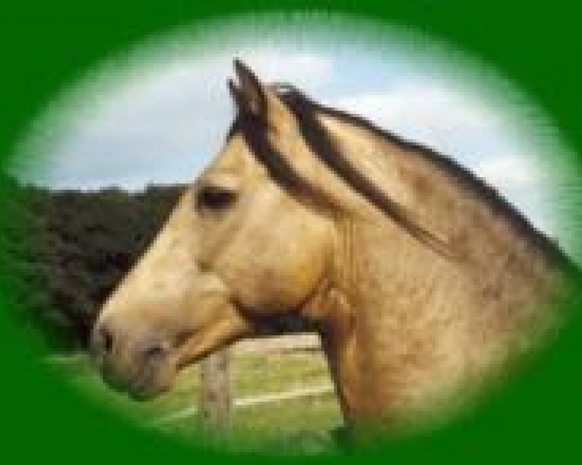 stallion Fedor Dun (Connemara Pony, 1988, from Flagrant)