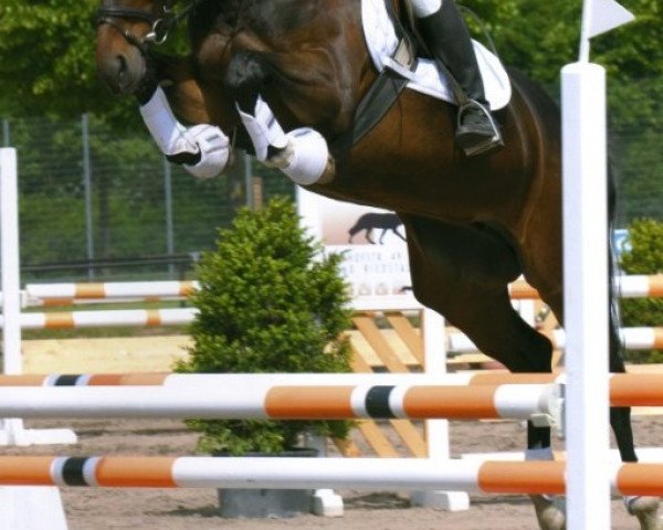 horse Starlett S (Westphalian, 2004, from Sunny-Boy)