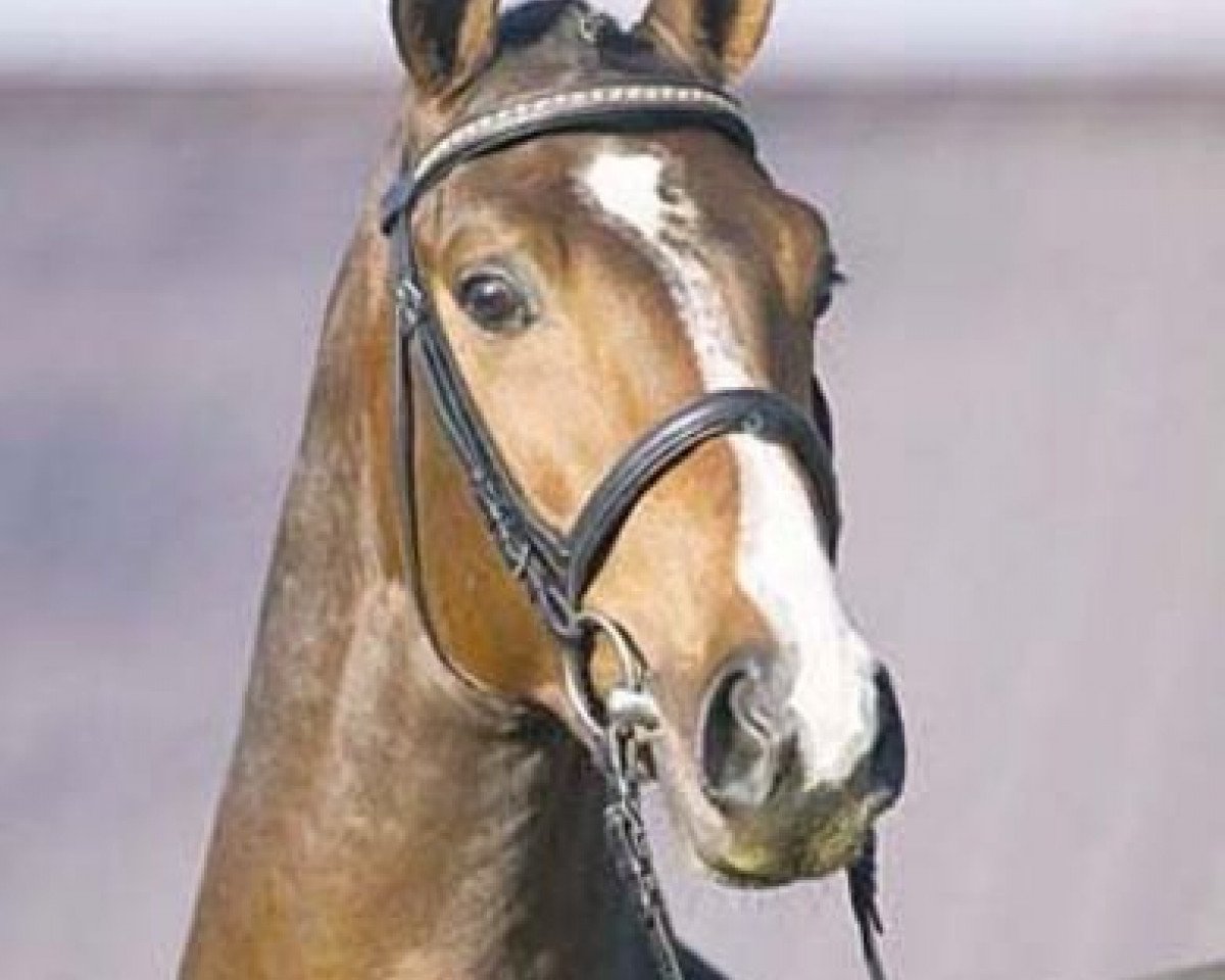 Deckhengst Londonbeat (Hannoveraner, 2001, von Lauries Crusador xx)
