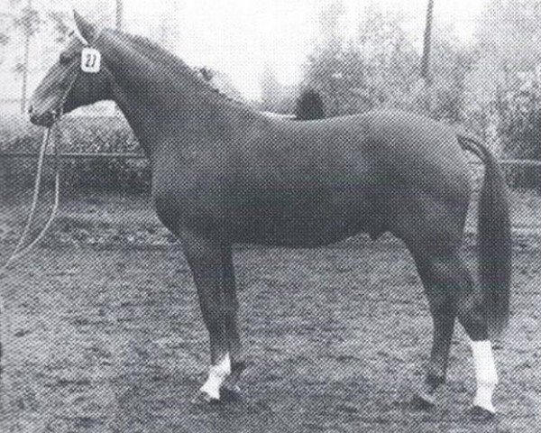 stallion Aristokrat (Hanoverian, 1972, from Archimedes 4103)
