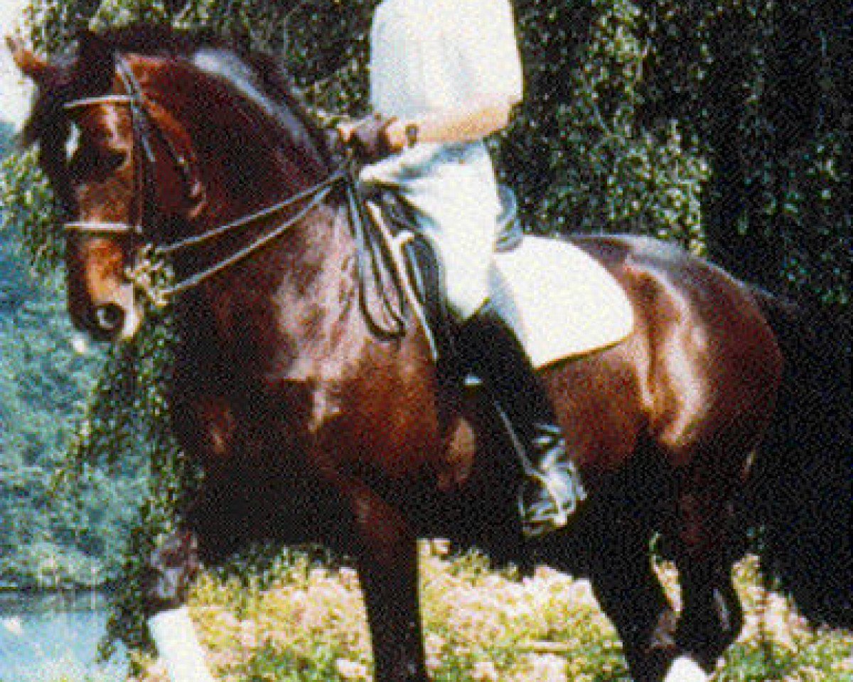 Deckhengst Chapman (Schwedisches Warmblut, 1982, von Chagall)