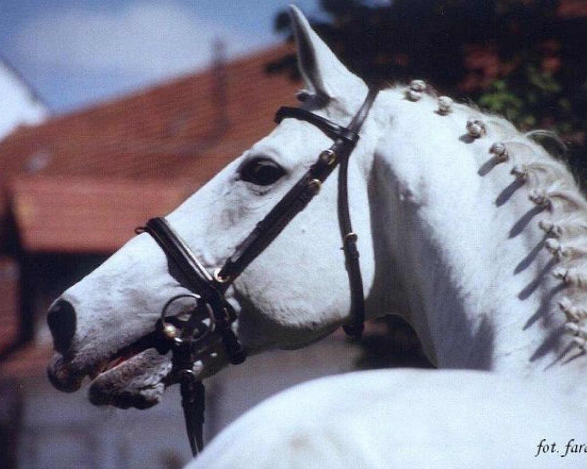 stallion Insider (Oldenburg, 1987, from Inschallah AA)