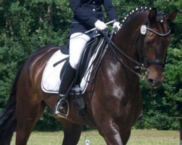 Dressurpferd Findus 83 (Westfale, 2005, von Fiano)
