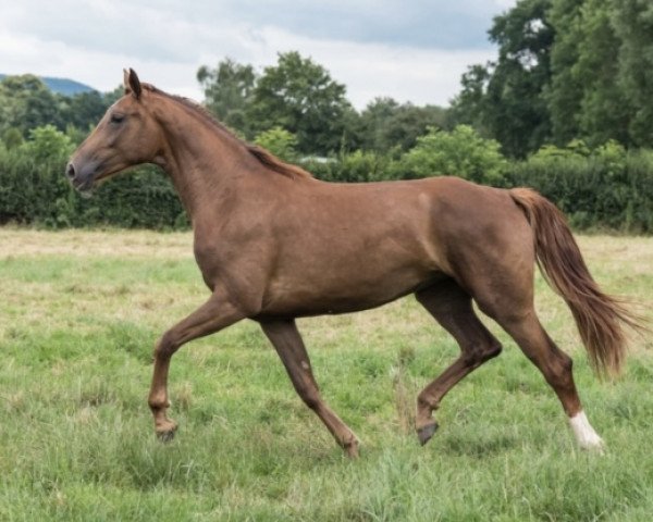 Pferd Fabelhaft 44 (Hannoveraner, 2014, von Fürst Romancier)