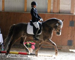 dressage horse Andvari 10 (Haflinger, 2000, from Asterix)