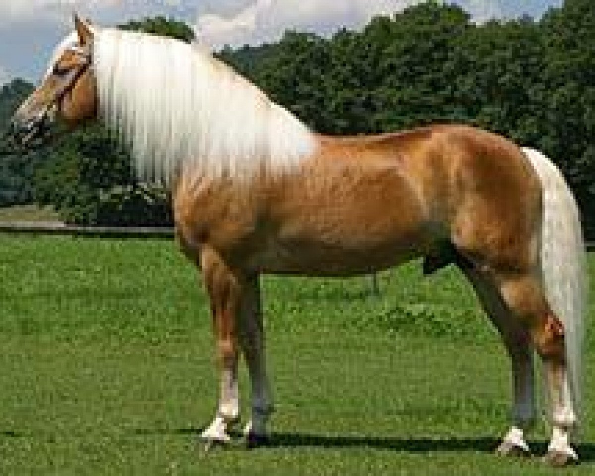 stallion Amsterdam (Haflinger, 1996, from liz. 101/T Amadeus)