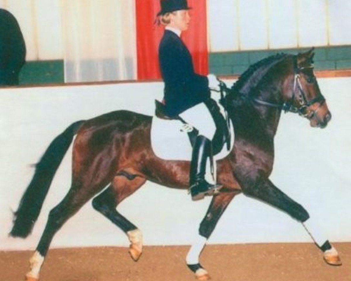 stallion Dakar (German Riding Pony, 1992, from Dublino)