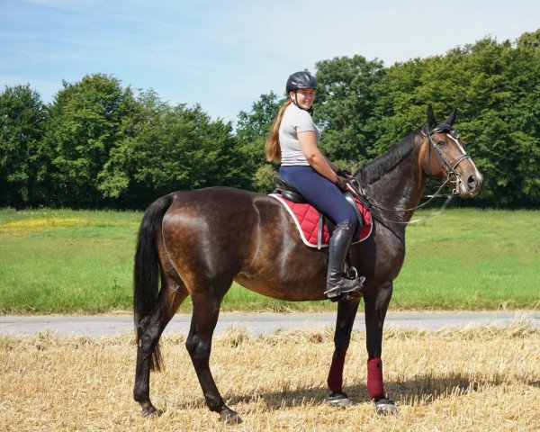 dressage horse Apolina (KWPN (Royal Dutch Sporthorse), 2005, from Riverman)
