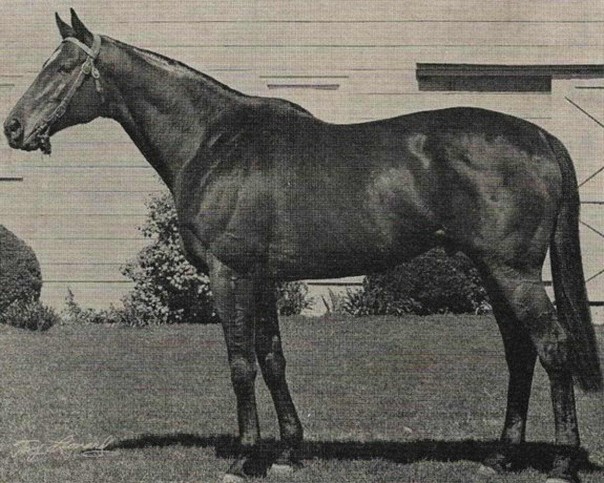 stallion Bold Commander xx (Thoroughbred, 1960, from Bold Ruler xx)