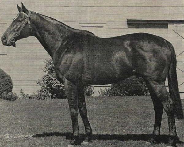 Deckhengst Bold Commander xx (Englisches Vollblut, 1960, von Bold Ruler xx)