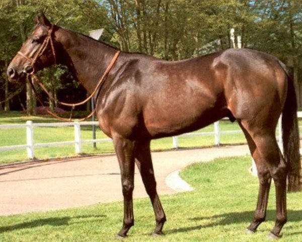 Deckhengst In Fijar xx (Englisches Vollblut, 1977, von Bold Commander xx) Deckhengst In Fijar xx (Englisches Vollblut, 1977, von Bold Commander xx)