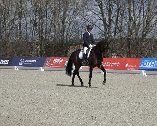 dressage horse Maranello 24 (Hanoverian, 2017, from Morricone)