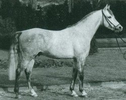 stallion Nijm ox (Arabian purebred, 1967, from Galan ox)