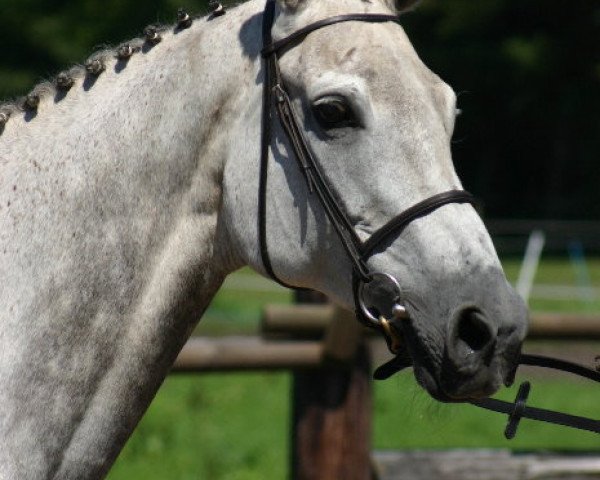 broodmare Prachtperle (Trakehner, 1995, from Aarking xx)