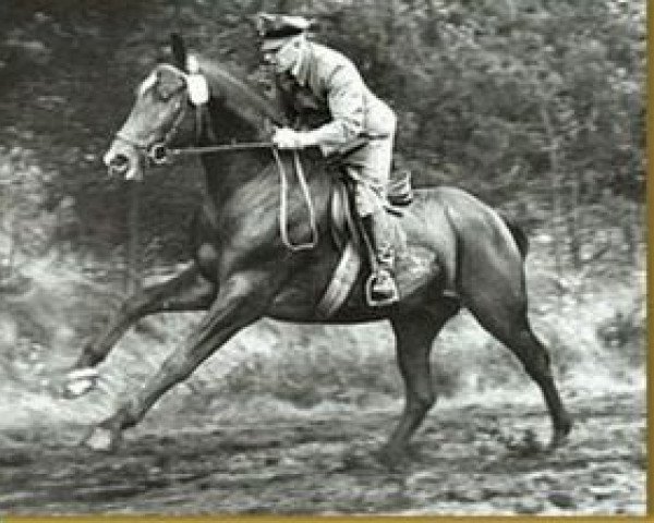 Deckhengst Graphit (Hannoveraner, 1964, von Grande)