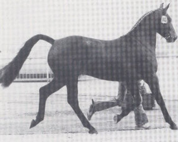 stallion Pikant (Hanoverian, 1977, from Pik Koenig)