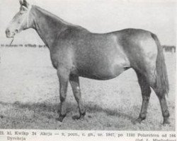 Zuchtstute Akcja (Trakehner, 1947, von Polarstern)