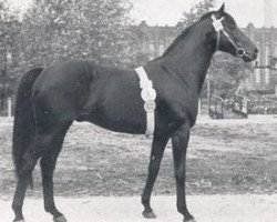 Deckhengst Nizam xx (Englisches Vollblut, 1950, von Ticino xx)