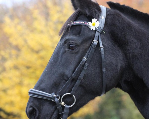horse Wega (Westphalian, 1993, from Weltruf)