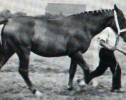 broodmare Allerweltskleid (Hanoverian, 1947, from Alljeder)