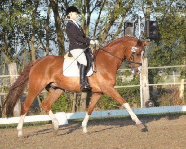 Dressurpferd Fürst Flammentänzer (Westfale, 2004, von Fürst Piccolo) Dressurpferd Fürst Flammentänzer (Westfale, 2004, von Fürst Piccolo)