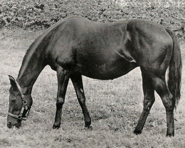 broodmare Palazzo xx (Thoroughbred, 1950, from Dante xx)