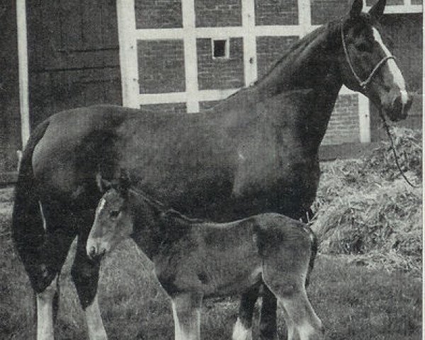 Zuchtstute Duellgirl (Hannoveraner, 1954, von Duellant 3586)